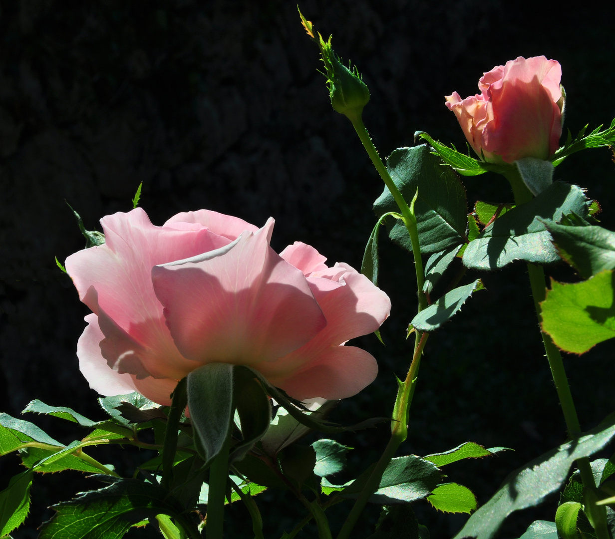 die letze rose - herbst kommt bald