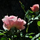 die letze rose - herbst kommt bald