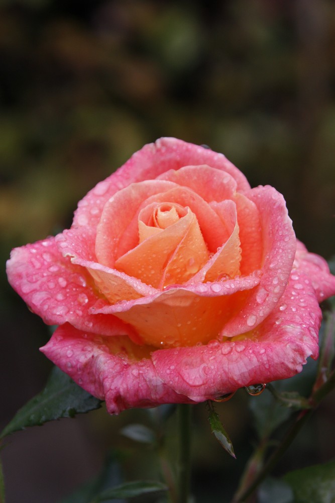 Die letze Rose im November