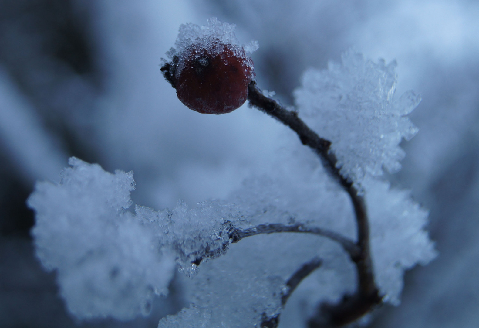 die letze Winterfrucht