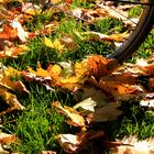 die letzen Fahrradtouren