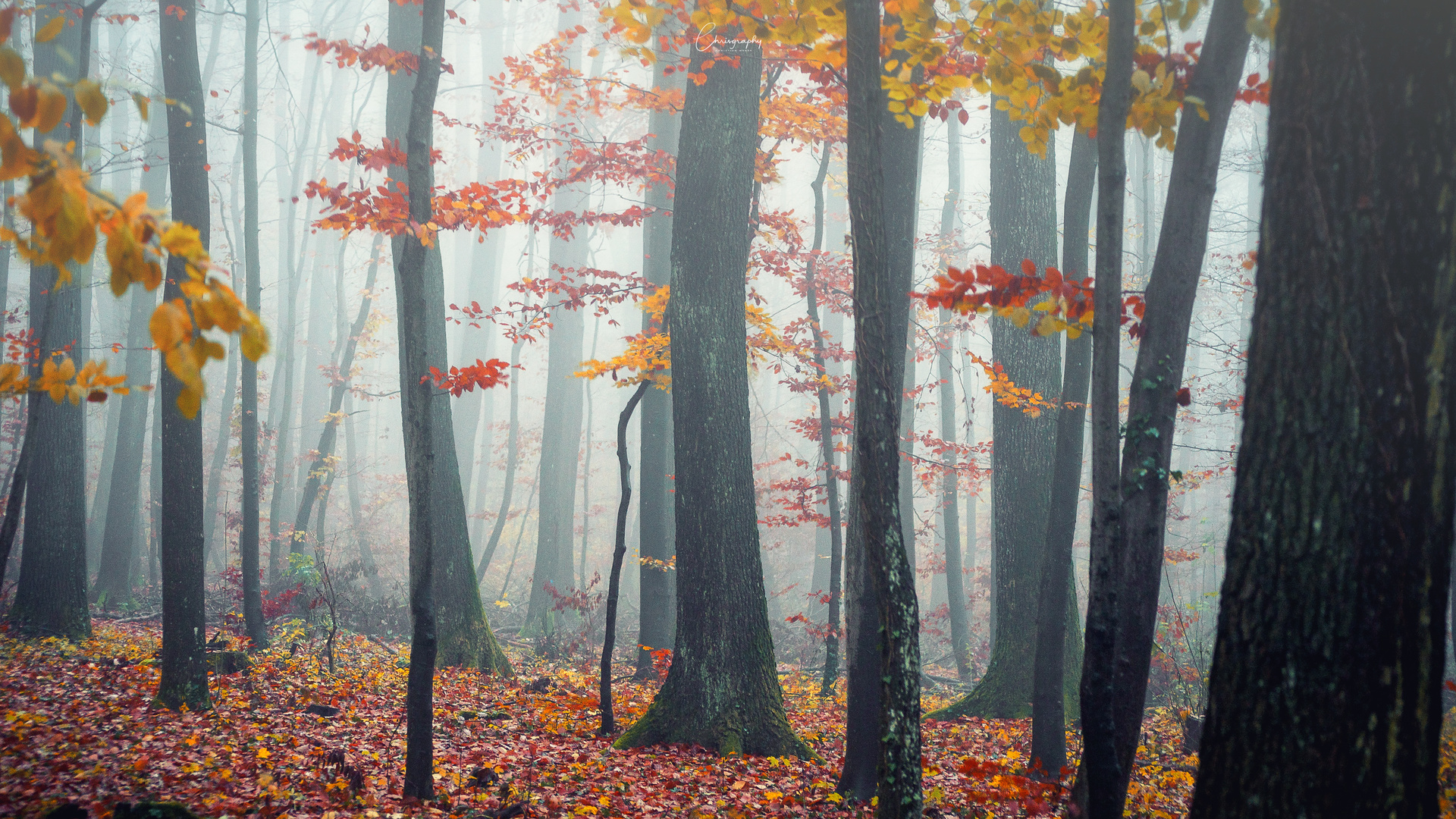 Die letzen Farben des Herbst