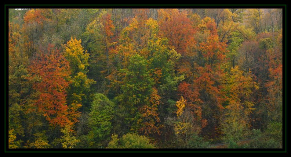 Die letzen Farben des Herbstes