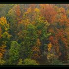 Die letzen Farben des Herbstes