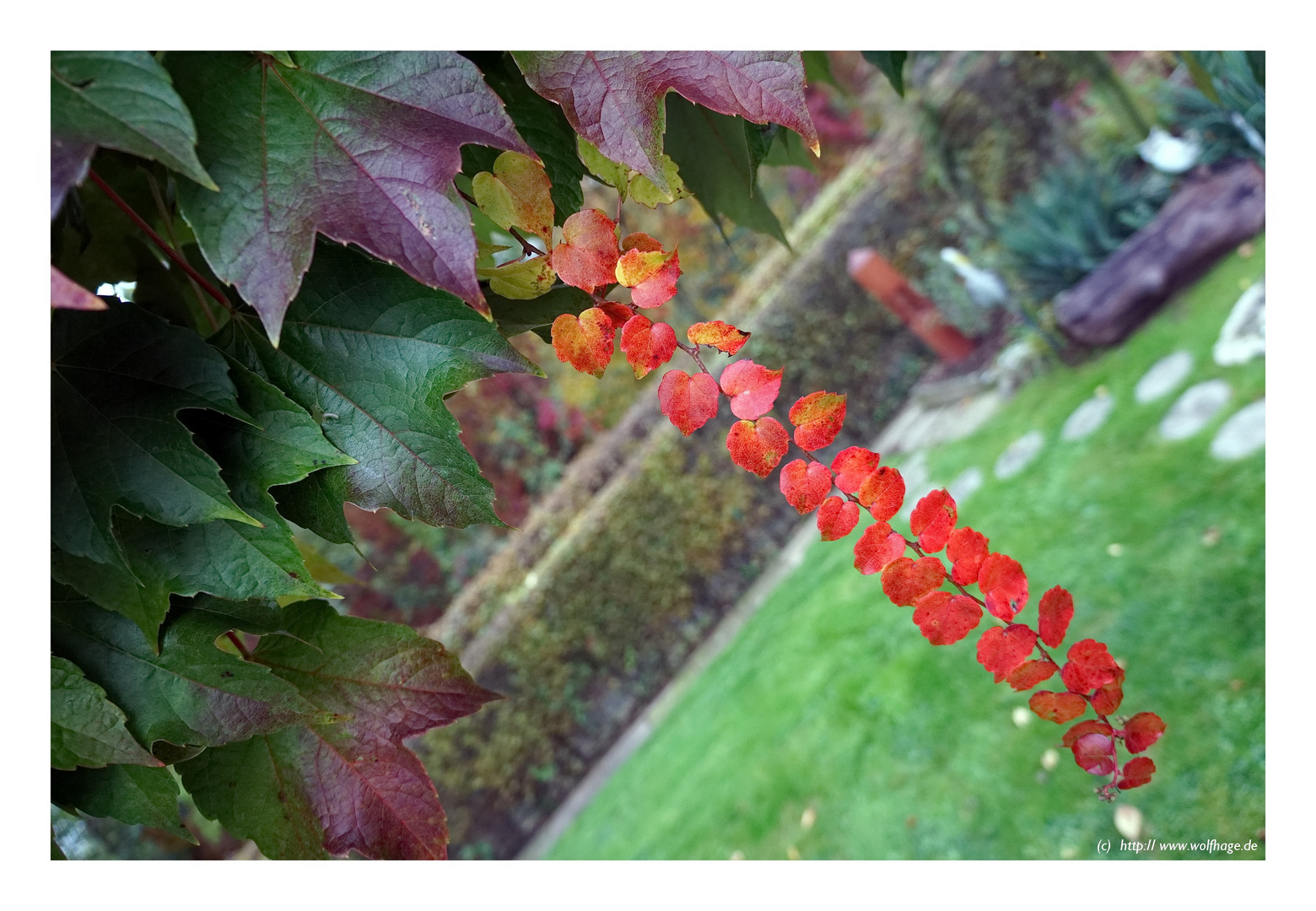 Die letzen Herbstfarben