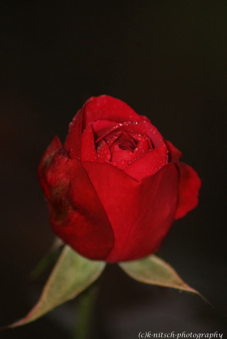 Die letzen Rosen vor dem Winter