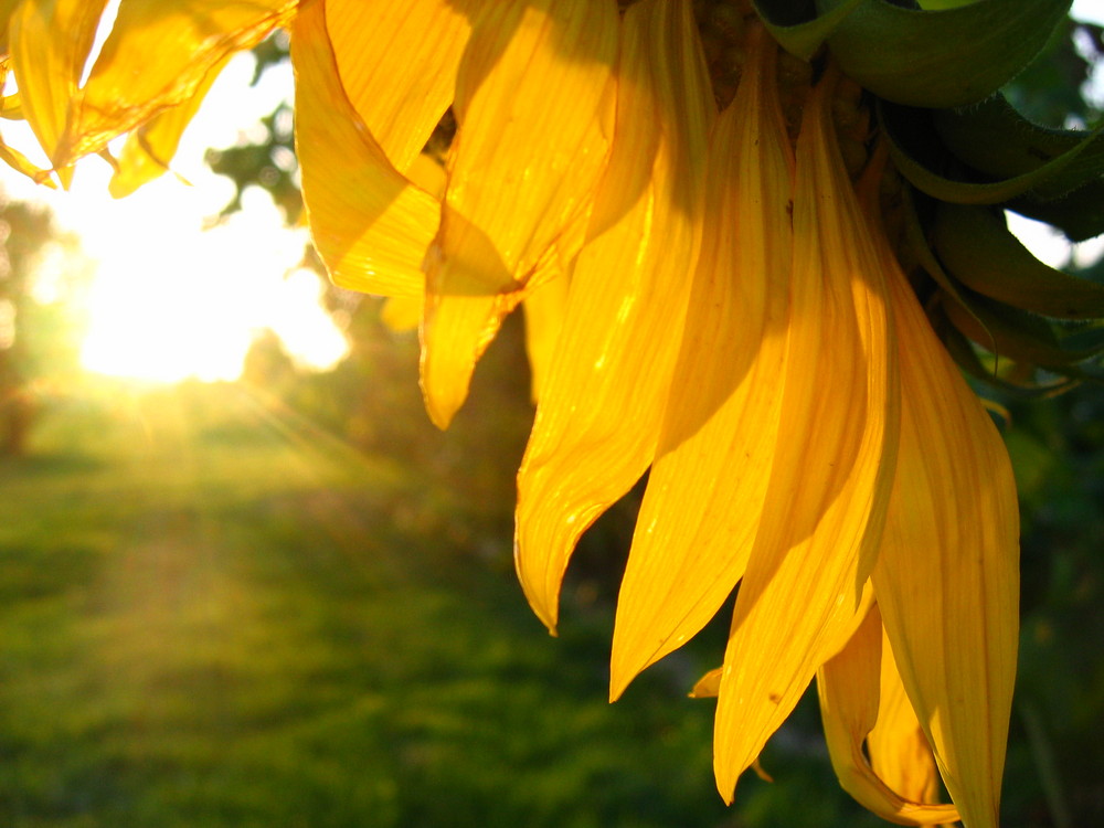 Die letzen Sonnenstrahlen des Sommers