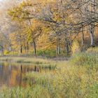 die letzen Tage vom goldenem Herbst..