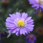 -die letzte Aster-