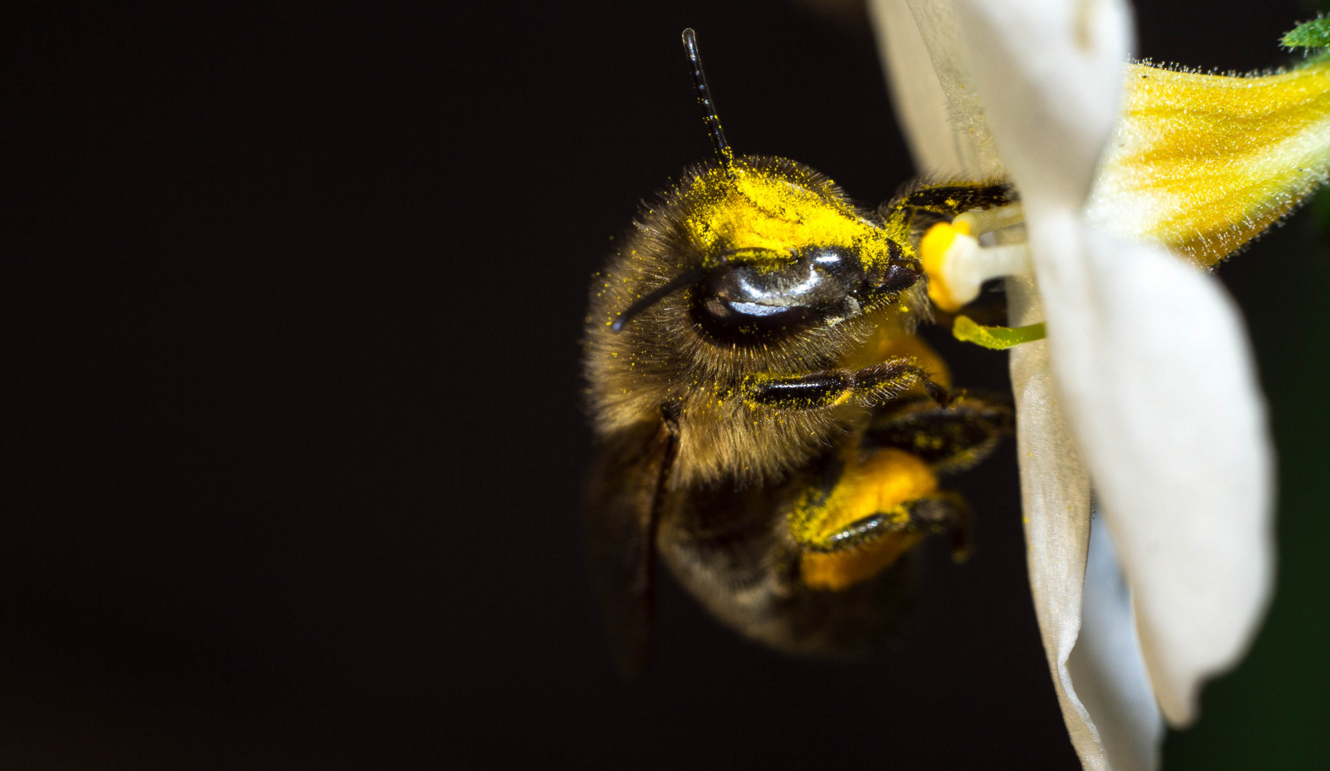 Die letzte Biene des Sommers 2014