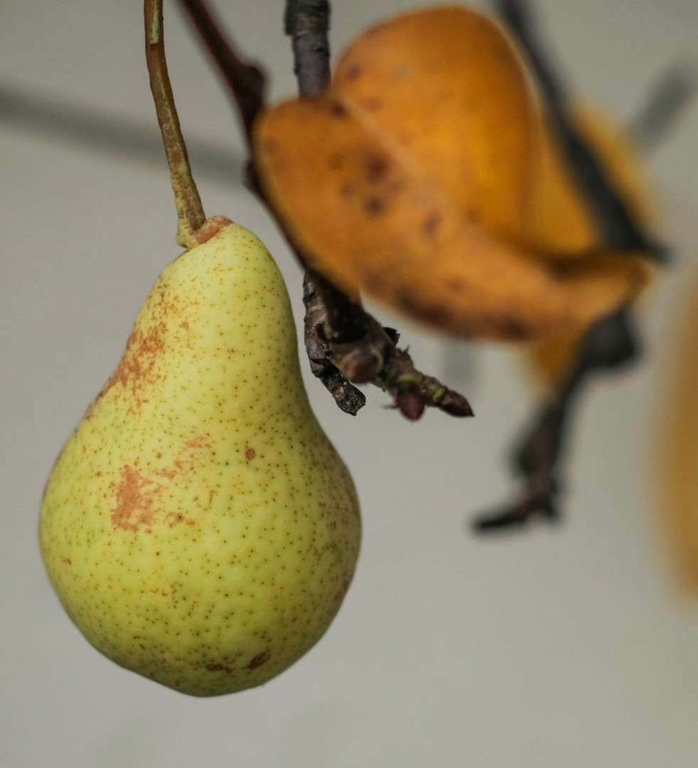 die letzte Birne am Baum, von meiner Enkelin