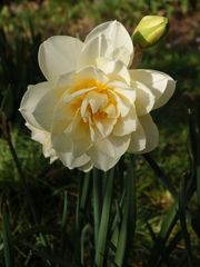 Die letzte blühende Narzisse in unserem Garten