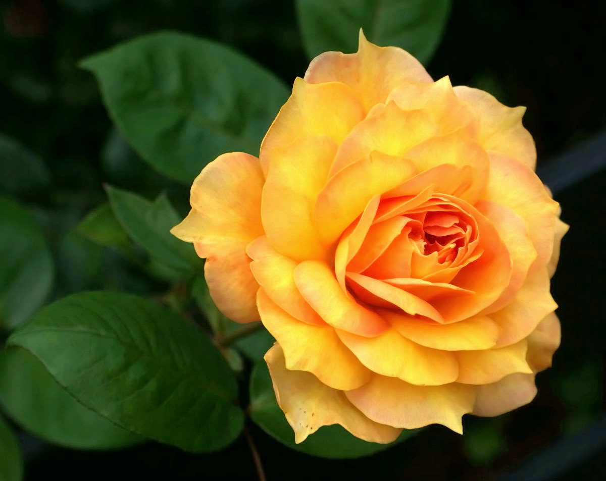 Die letzte blühende Rose aus unserem Garten