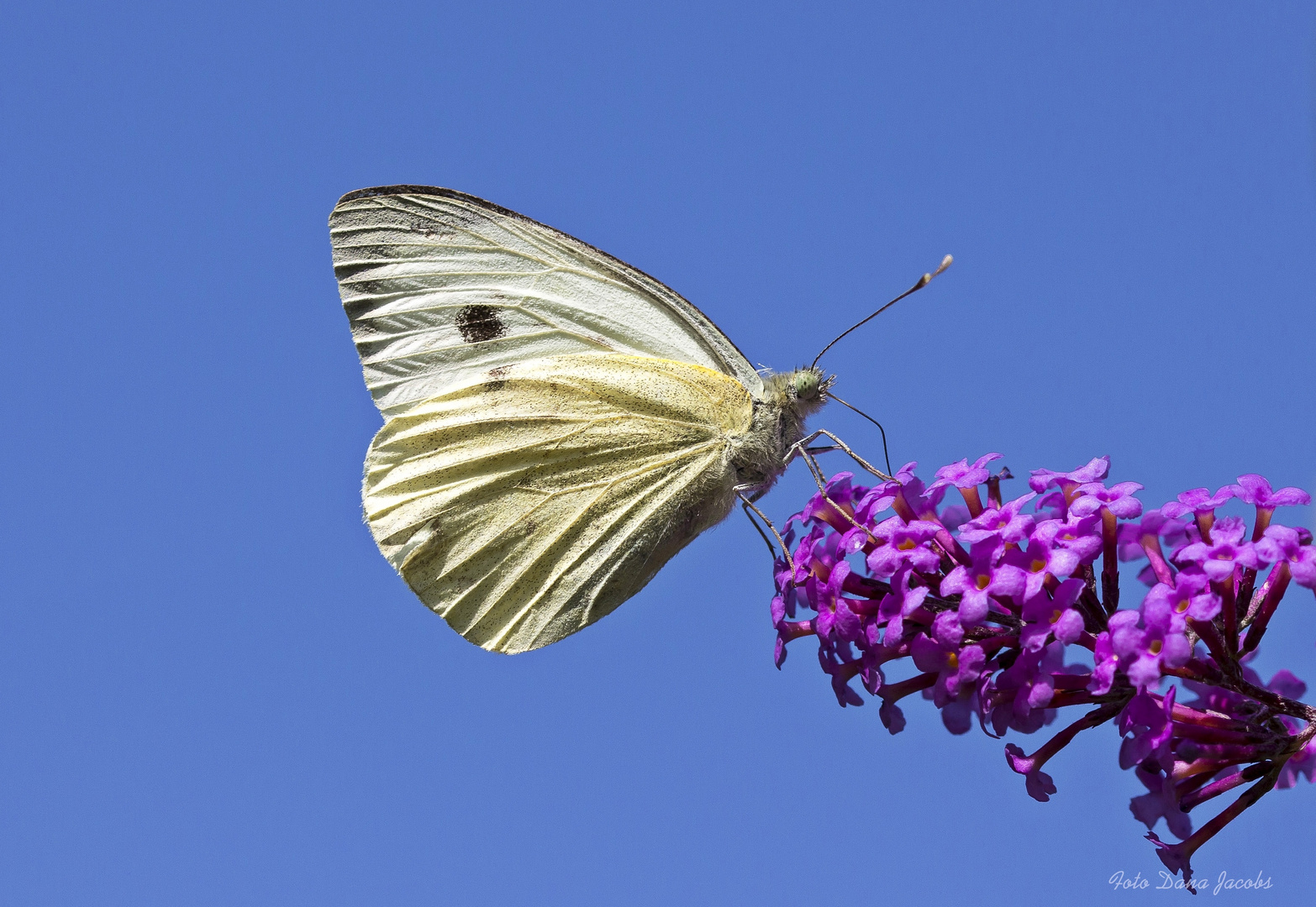 die letzte Blüte