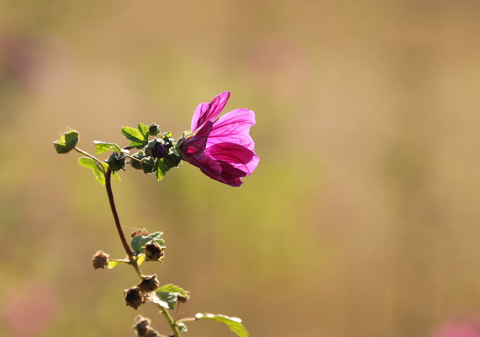 die letzte Blüte