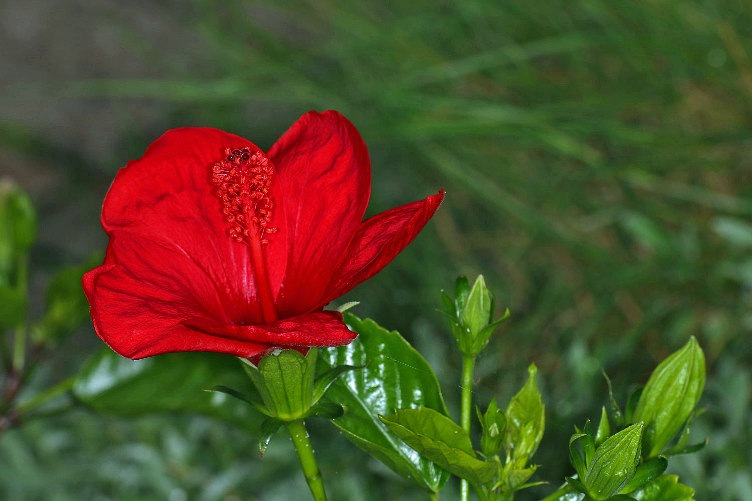 die letzte Blüte