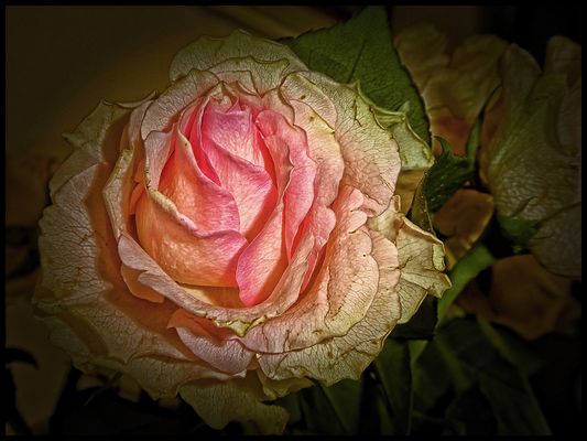 DIE LETZTE BLÜTE.....