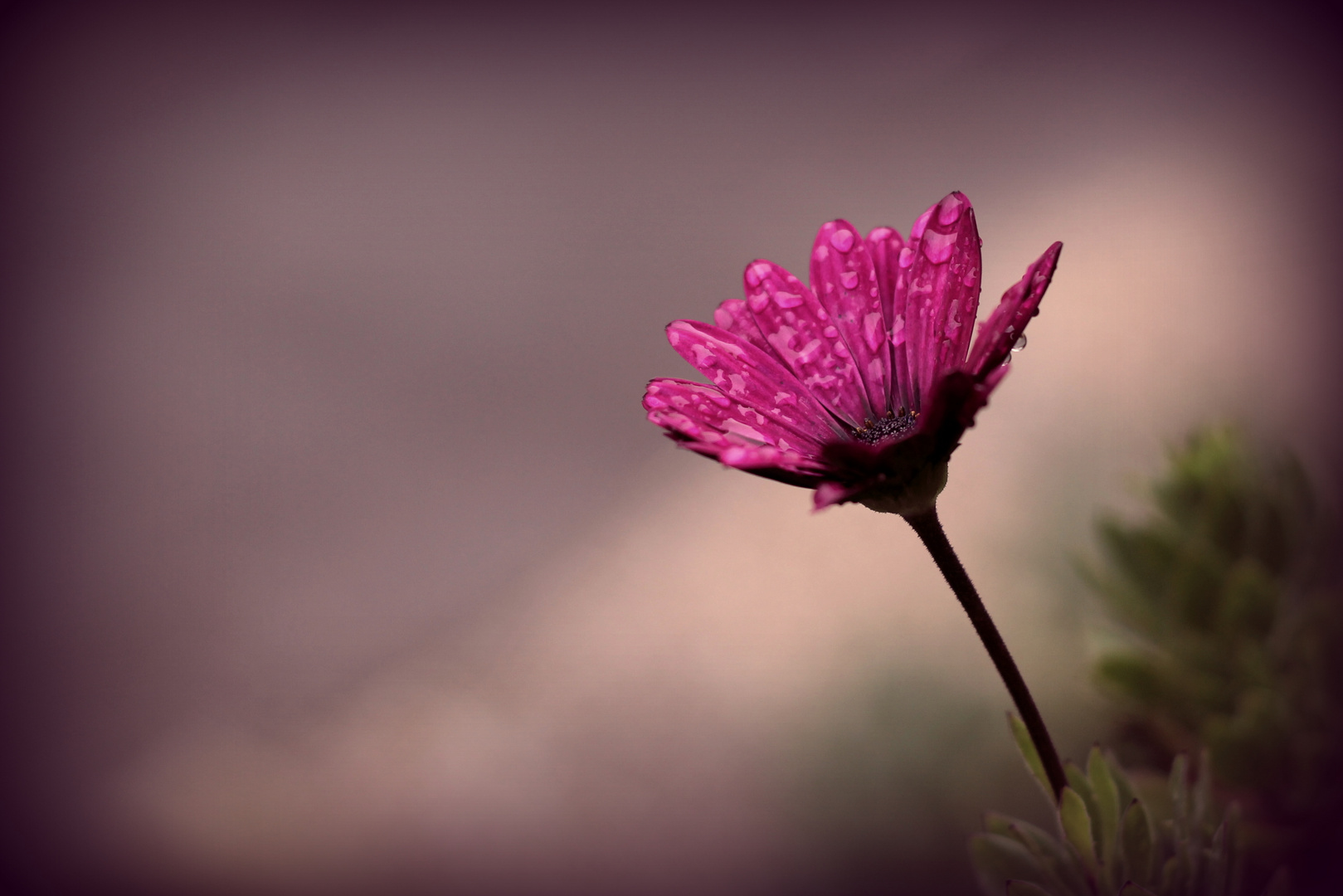 Die letzte Blüte