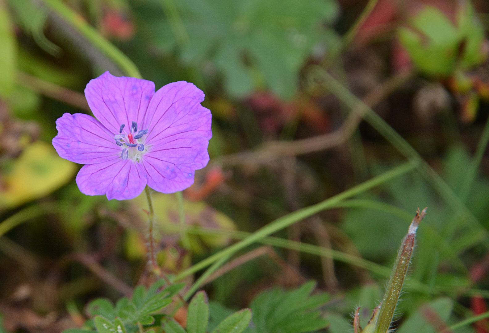 Die letzte Blüte