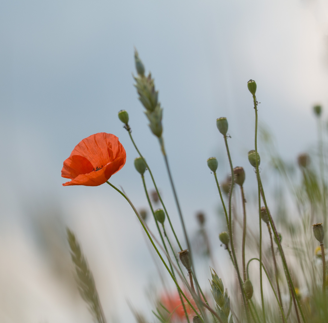 Die letzte Blüte