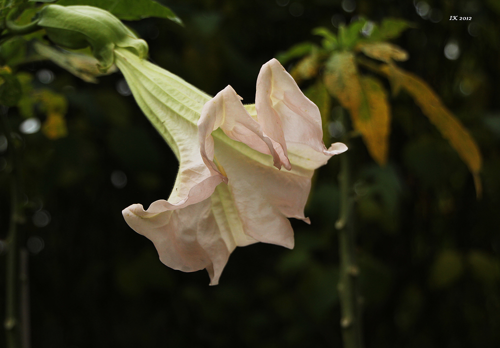 Die letzte Blüte....