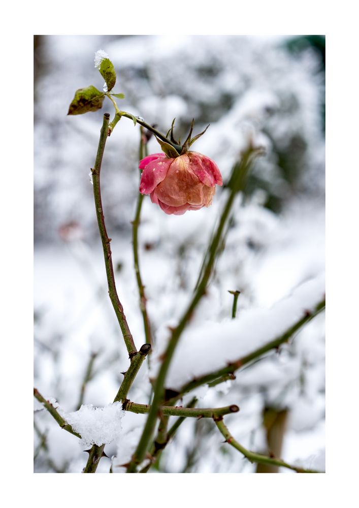 Die letzte Blüte