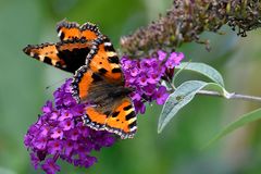 die letzte Blüte am Sommerflieder