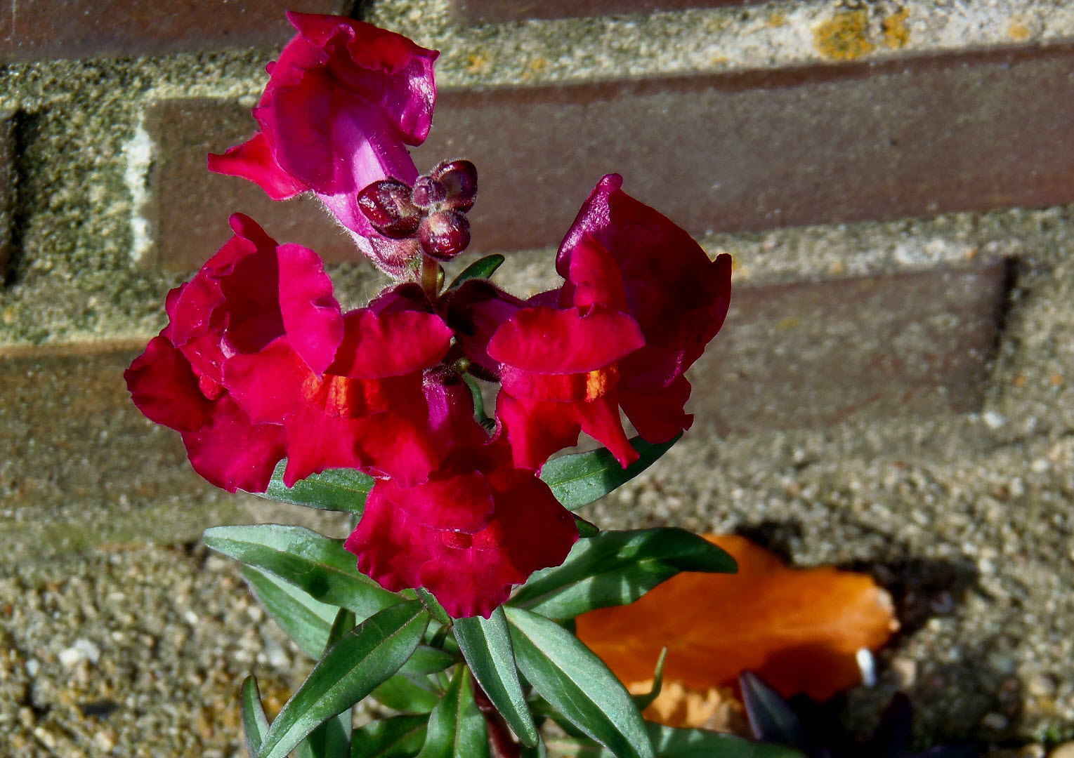 Die letzte Blüte an der Mauer