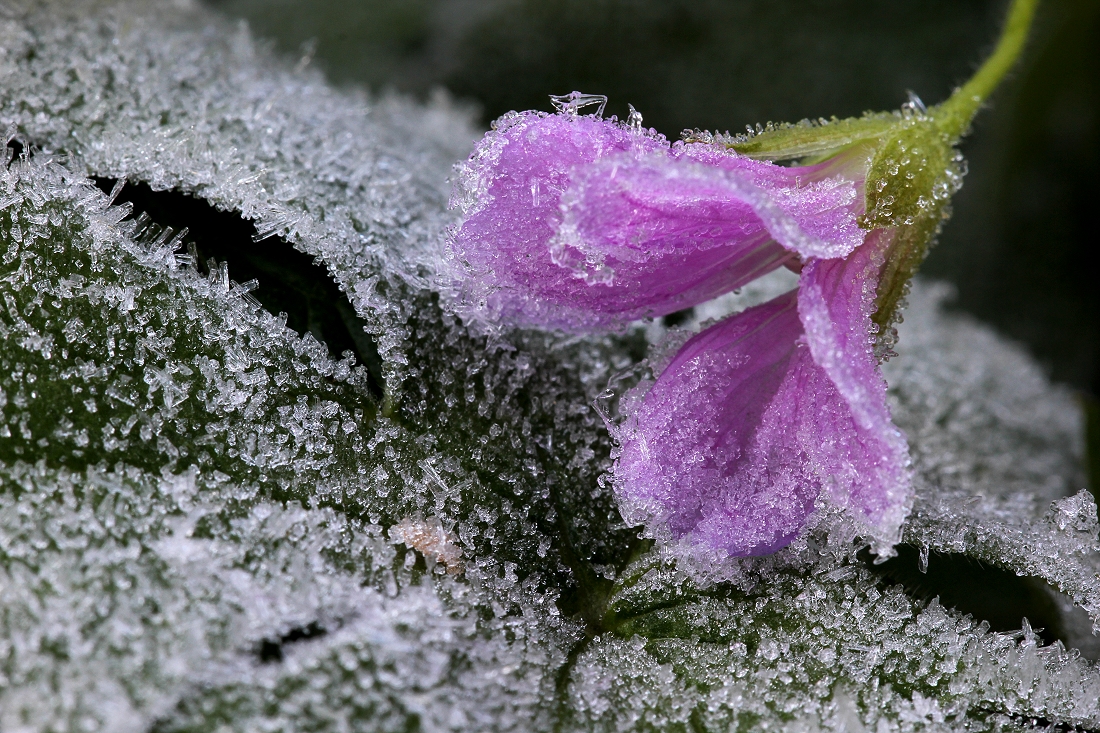 Die letzte Blüte