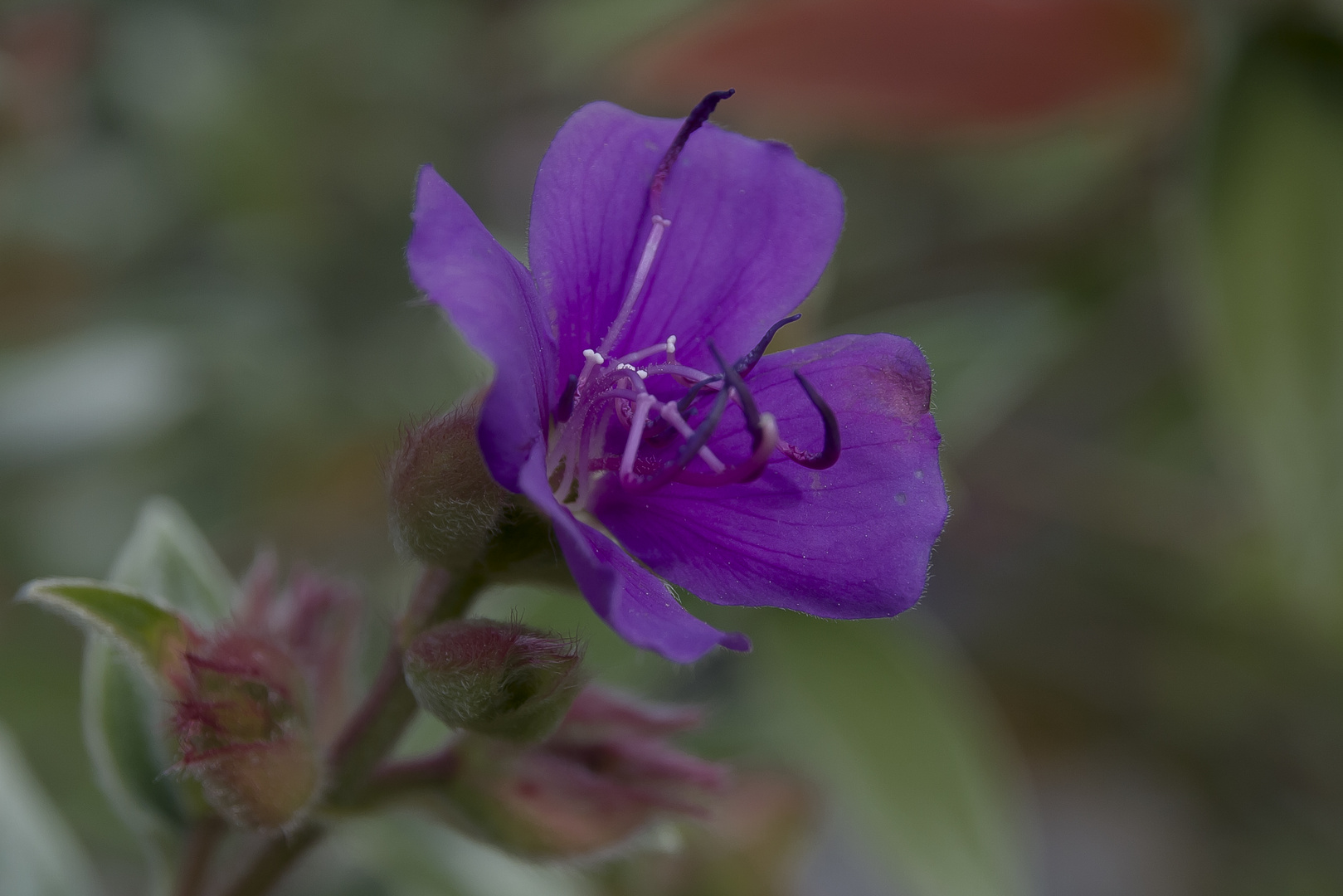 die letzte Blüte...