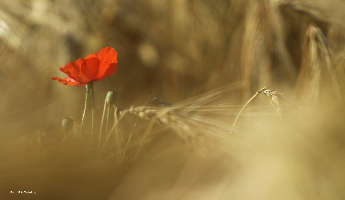 Die letzte Blüte