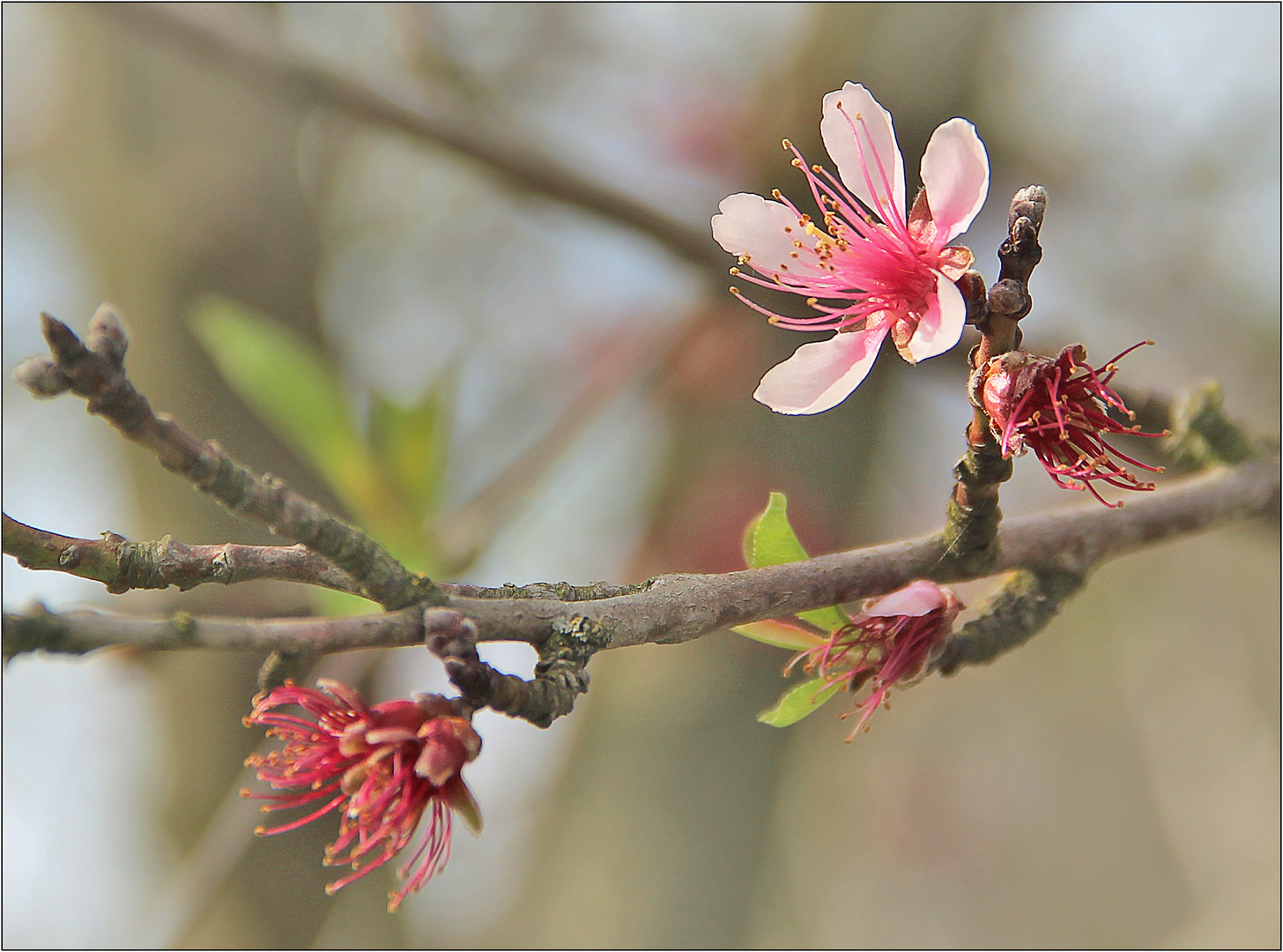 Die letzte Blüte ...