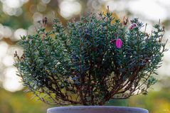 Die letzte Blüte der Heide