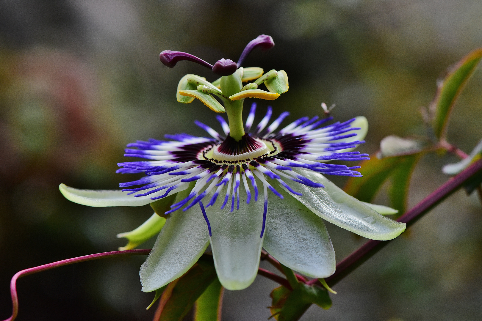 Die letzte Blüte der Passionsblume