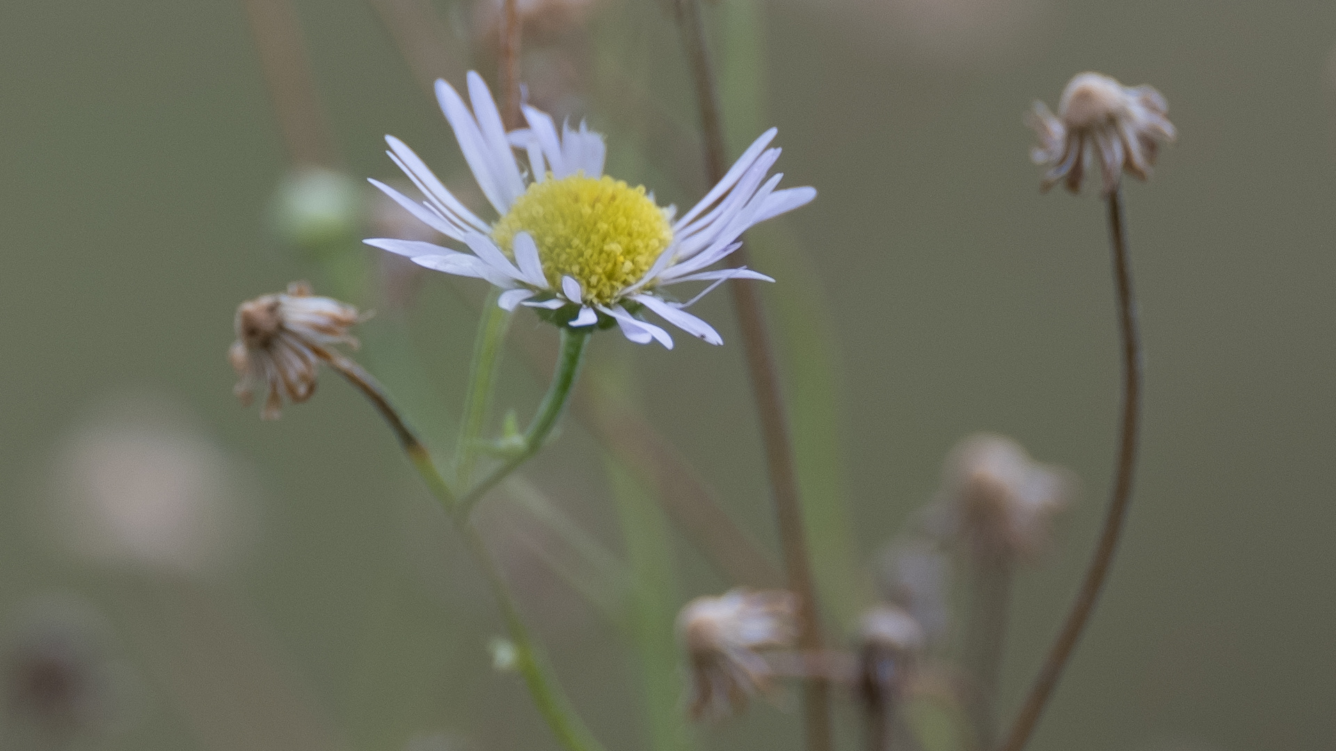 die letzte Blüte des Sommers