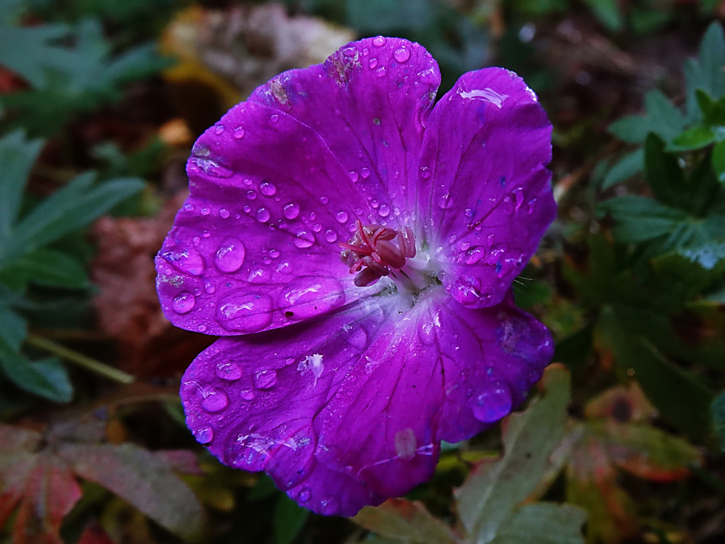 die letzte Blüte des Storchschnabel 