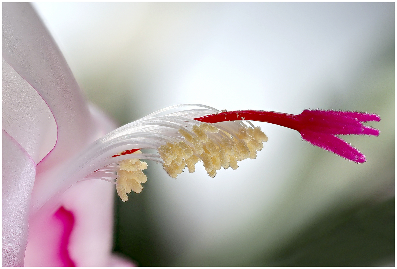 Die letzte Blüte ...