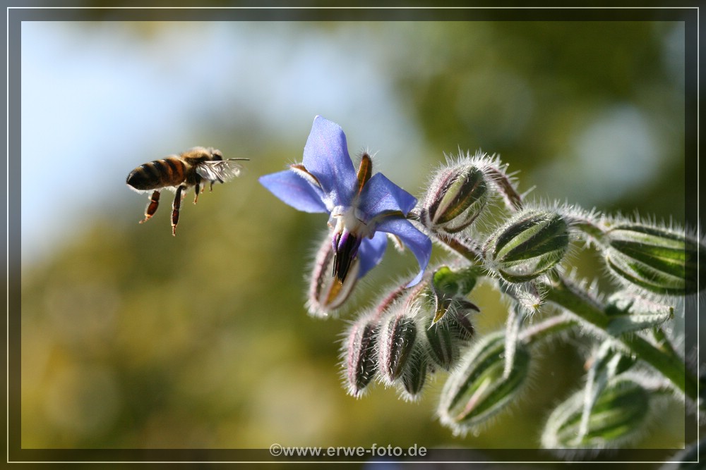 Die letzte Blüte