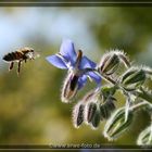 Die letzte Blüte