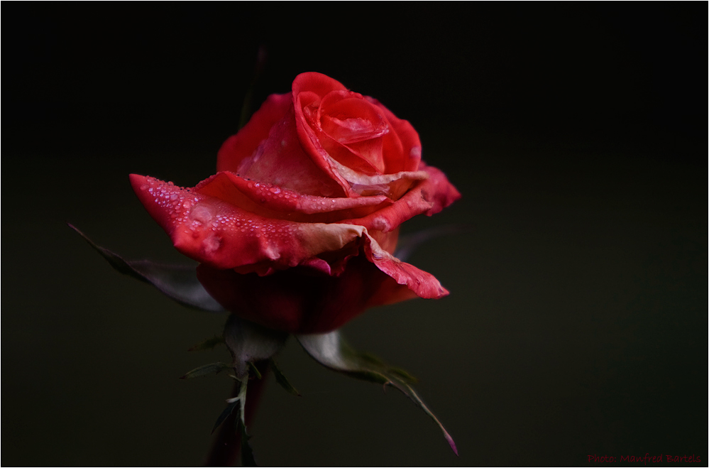 Die letzte Blüte im Garten...