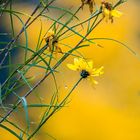 Die letzte Blüte im Garten