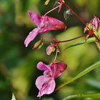 die letzte blüte im wald