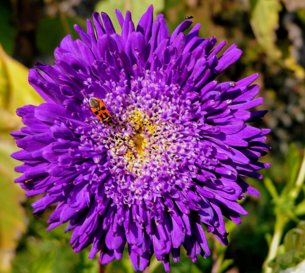 die letzte Blüte in diesem Herbst