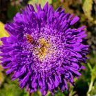 die letzte Blüte in diesem Herbst