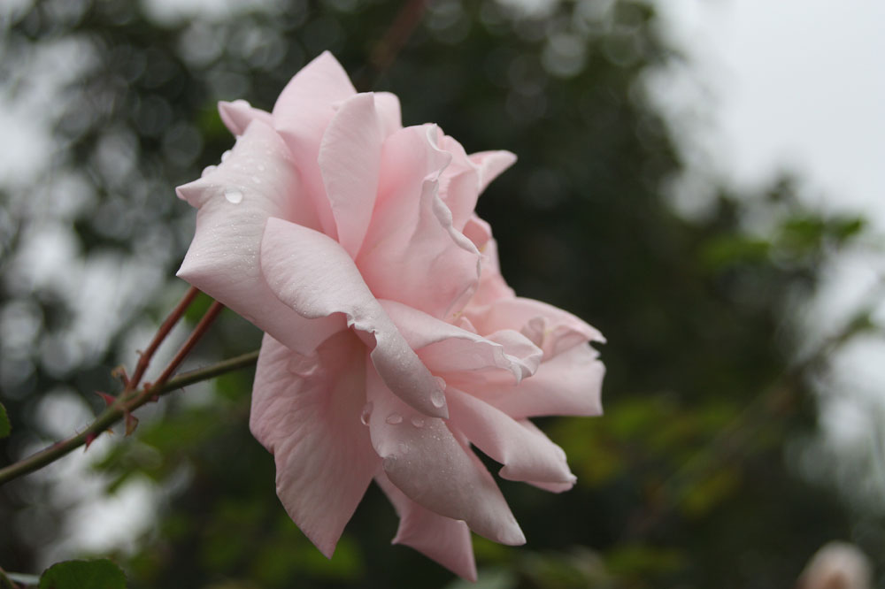 die letzte Blüte meiner Kletterose dieses Jahr