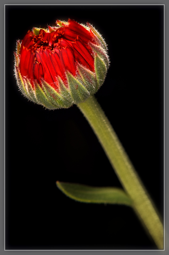 Die letzte Blütenknospe in meinem Blumenbeet