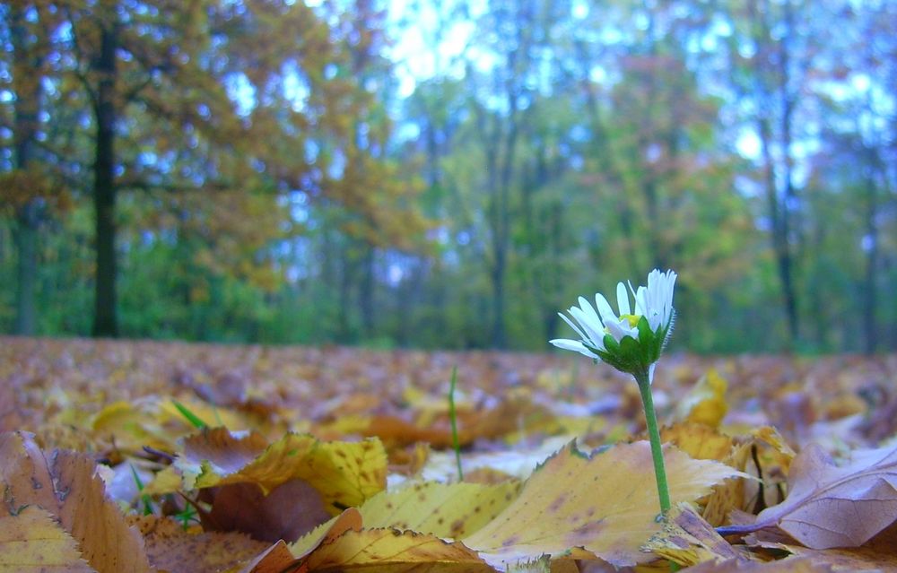 Die letzte Blume von MI-K 