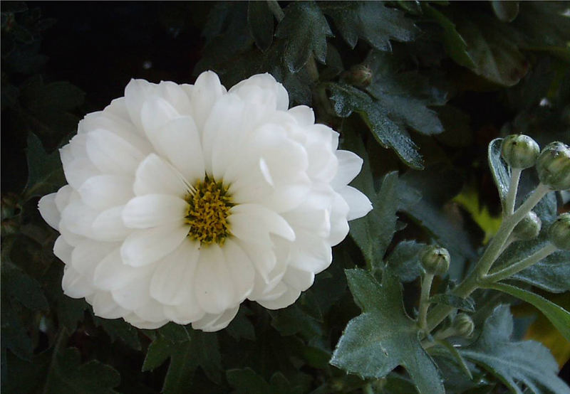 Die letzte Blume auf meinem Balkon