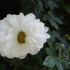 Die letzte Blume auf meinem Balkon