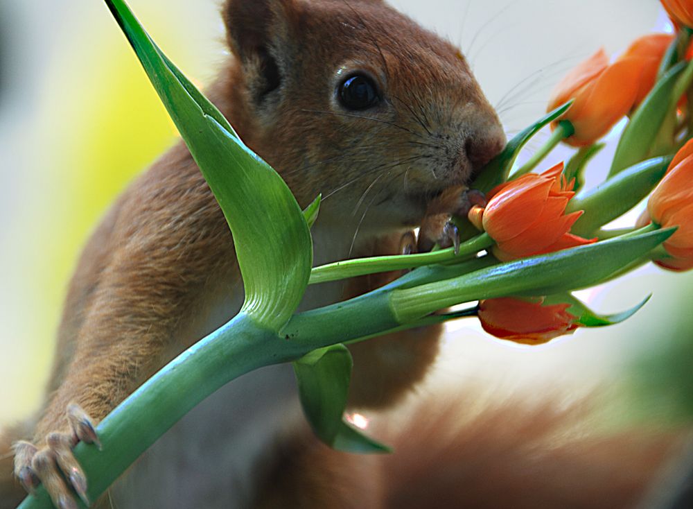 Die letzte Blume.......Unser Haus- und Hofeichhörnchen hat sie gepflückt